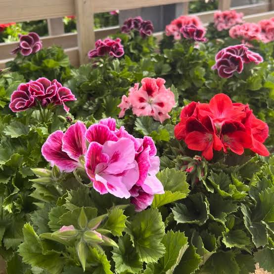 Geranium