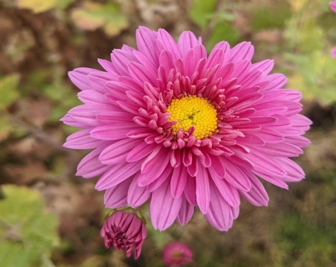 Chrysanthemum