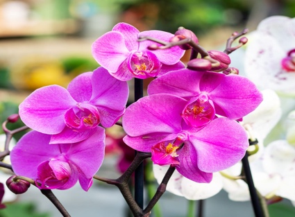 Orchid