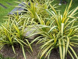 SpiderPlant