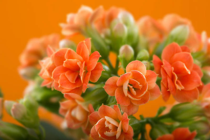 Kalanchoe